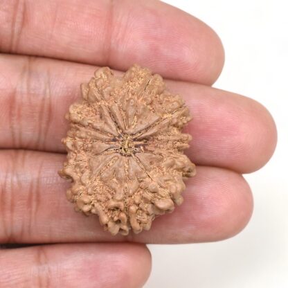 11-Mukhi-Rudraksha-Nepal-Collector-26-Hand