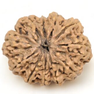 11-Mukhi-Rudraksha-Nepal-Collector-27