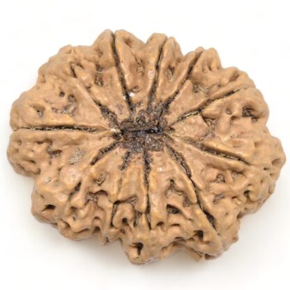11-Mukhi-Rudraksha-Nepal-Collector-27-Back