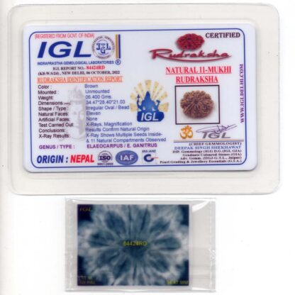 11-Mukhi-Rudraksha-Nepal-Collector-27-Certificate