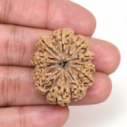 11-Mukhi-Rudraksha-Nepal-Collector-27-Hand