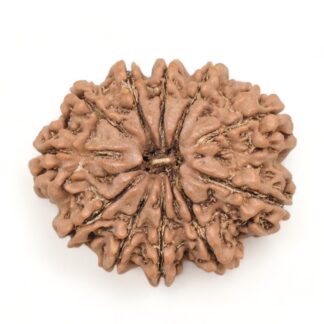 11-Mukhi-Rudraksha-Nepal-Collector-28