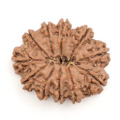 11-Mukhi-Rudraksha-Nepal-Collector-28-Back