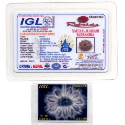 11-Mukhi-Rudraksha-Nepal-Collector-28-Certificate