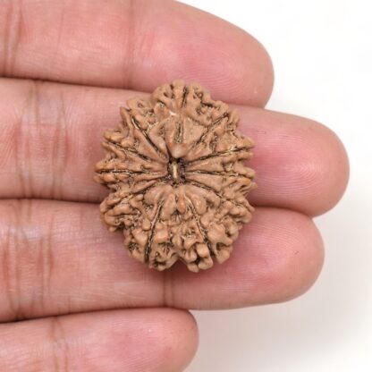 11-Mukhi-Rudraksha-Nepal-Collector-28-Hand