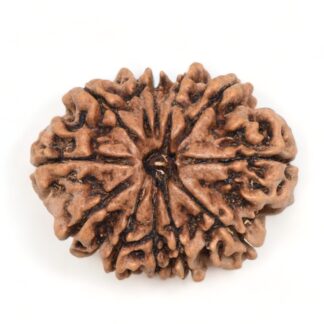 11-Mukhi-Rudraksha-Nepal-Collector-29