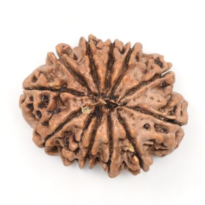 11-Mukhi-Rudraksha-Nepal-Collector-29-Back
