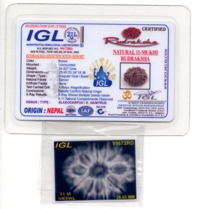 11-Mukhi-Rudraksha-Nepal-Collector-29-Certificate