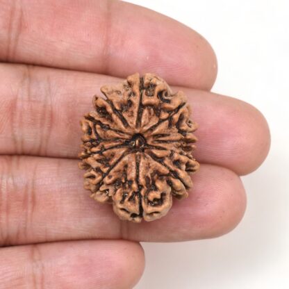 11-Mukhi-Rudraksha-Nepal-Collector-29-Hand