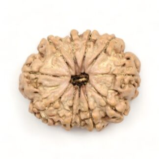 11-Mukhi-Rudraksha-Nepal-Premium-1