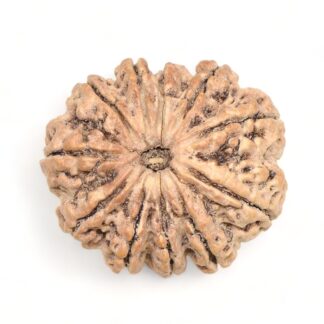 11-Mukhi-Rudraksha-Nepal-Premium-2