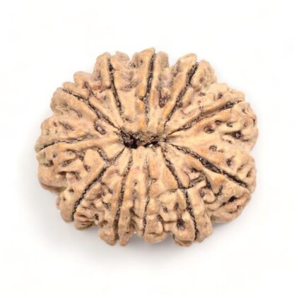 11-Mukhi-Rudraksha-Nepal-Premium-2-Back