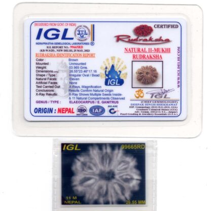 11-Mukhi-Rudraksha-Nepal-Premium-2-Certificate