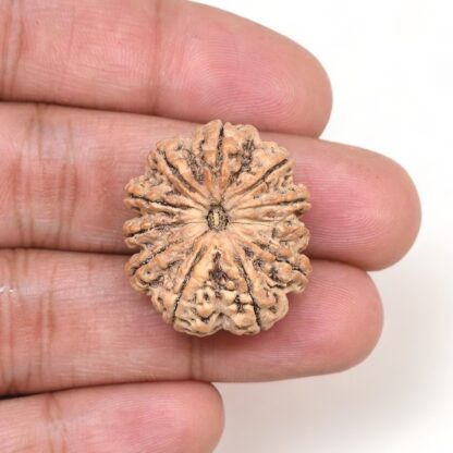 11-Mukhi-Rudraksha-Nepal-Premium-2-Hand