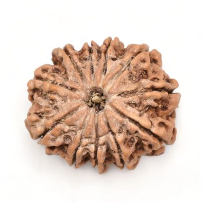 11-Mukhi-Rudraksha-Nepal-Premium-3