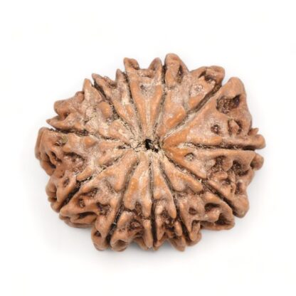 11-Mukhi-Rudraksha-Nepal-Premium-3-Back