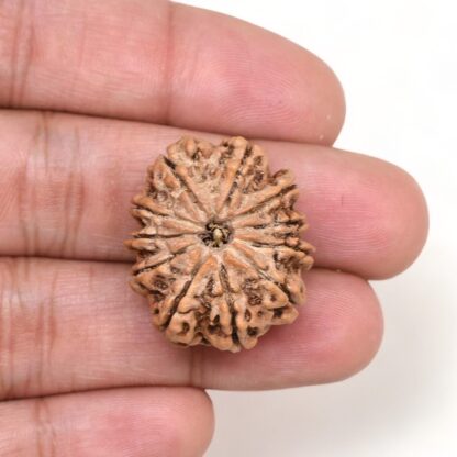 11-Mukhi-Rudraksha-Nepal-Premium-3-Hand