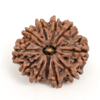 11-Mukhi-Rudraksha-Nepal-Premium-4