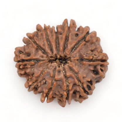 11-Mukhi-Rudraksha-Nepal-Premium-4-Back