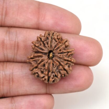 11-Mukhi-Rudraksha-Nepal-Premium-4-Hand