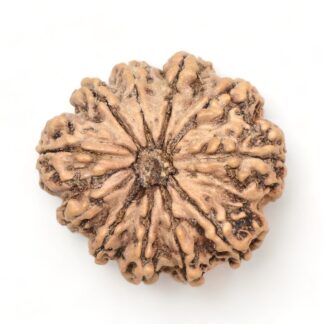 11-Mukhi-Rudraksha-Nepal-Premium-5