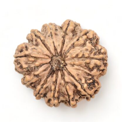 11-Mukhi-Rudraksha-Nepal-Premium-5