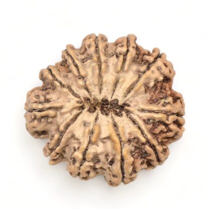 11-Mukhi-Rudraksha-Nepal-Premium-5-Back