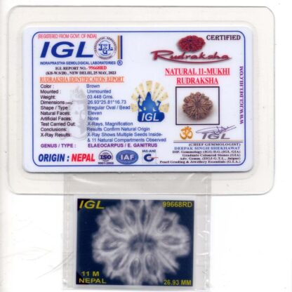 11-Mukhi-Rudraksha-Nepal-Premium-5-Certificate