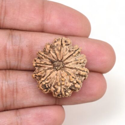 11-Mukhi-Rudraksha-Nepal-Premium-5-Hand