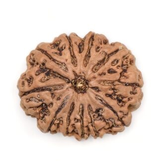 11-Mukhi-Rudraksha-Nepal-Premium-6