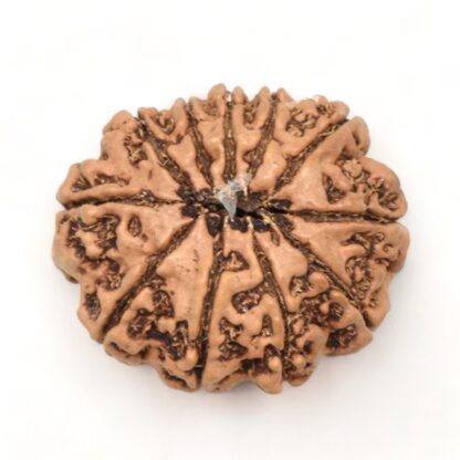 11-Mukhi-Rudraksha-Nepal-Premium-6-Back