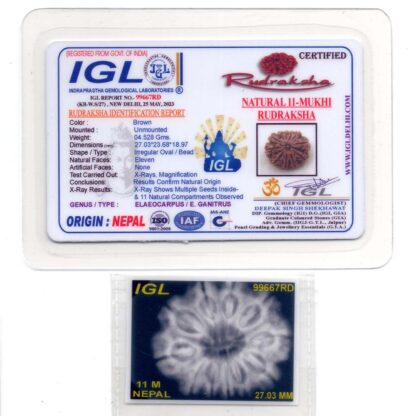 11-Mukhi-Rudraksha-Nepal-Premium-6-Certificate