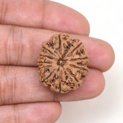 11-Mukhi-Rudraksha-Nepal-Premium-6-Hand