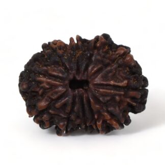 11-Mukhi-Rudraksha-Nepal-Premium-7