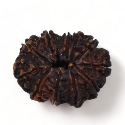 11-Mukhi-Rudraksha-Nepal-Premium-7-Back