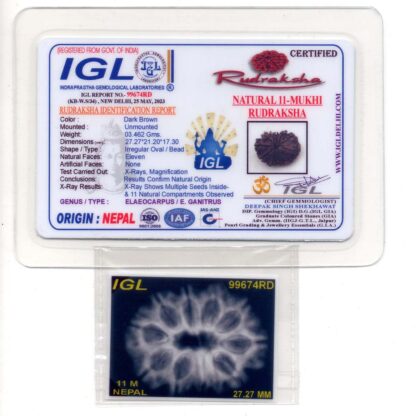 11-Mukhi-Rudraksha-Nepal-Premium-7-Certificate