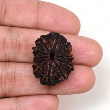11-Mukhi-Rudraksha-Nepal-Premium-7-Hand