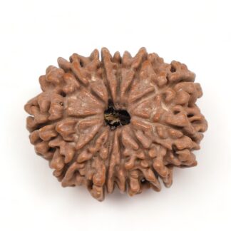 11-Mukhi-Rudraksha-Nepal-Premium-8