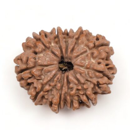 11-Mukhi-Rudraksha-Nepal-Premium-8