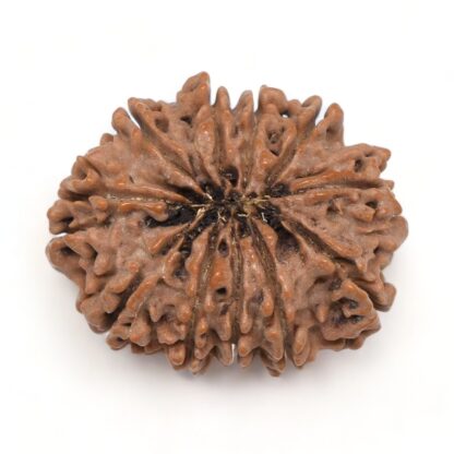 11-Mukhi-Rudraksha-Nepal-Premium-8-Back