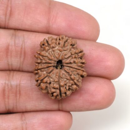 11-Mukhi-Rudraksha-Nepal-Premium-8-Hand