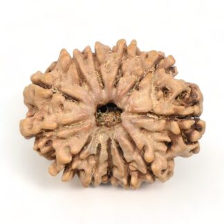 12-Mukhi-Rudraksha-Nepal-Collector-18