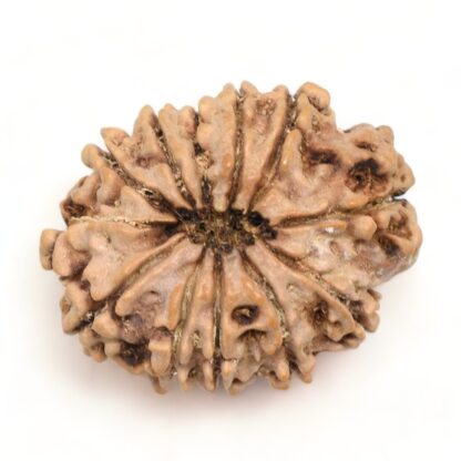 12-Mukhi-Rudraksha-Nepal-Collector-18-Back