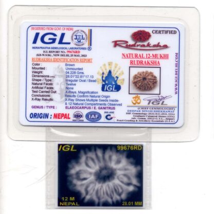 12-Mukhi-Rudraksha-Nepal-Collector-18-Certificate