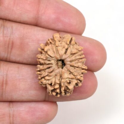 12-Mukhi-Rudraksha-Nepal-Collector-18-Hand