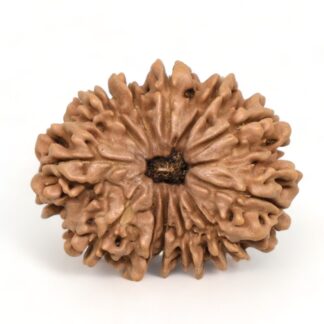 12-Mukhi-Rudraksha-Nepal-Collector-19