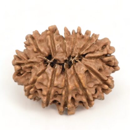 12-Mukhi-Rudraksha-Nepal-Collector-19-Back
