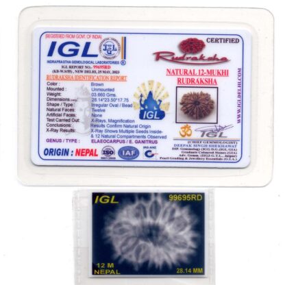 12-Mukhi-Rudraksha-Nepal-Collector-19-Certificate