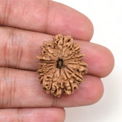 12-Mukhi-Rudraksha-Nepal-Collector-19-Hand