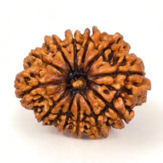 12-Mukhi-Rudraksha-Nepal-Collector-20